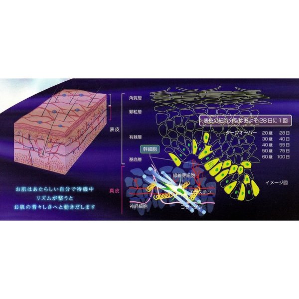 画像5: RCH SC ピュアエッセンス 美容液 33ml ヒト脂肪間質細胞順化培養液配合化粧品33ml/本 (5)