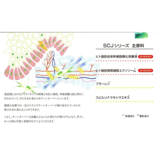 画像7: SCJ ベルフィーヌ (5mL)　高濃度美容原液　ヒト脂肪間質細胞順化培養液配合5ｍL (7)